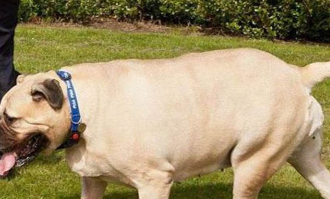 狗狗有犬瘟是什么癥狀