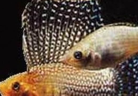 養(yǎng)的魚死了怎么處理魚缸