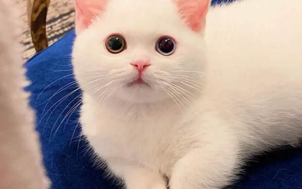 貓咪胰腺炎肚子會大嗎