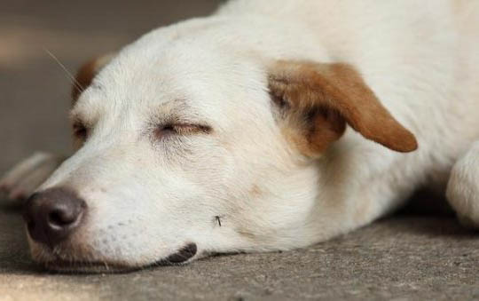 狗狗攜帶狂犬病毒能活多久？