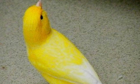 芙蓉鳥什么時候合籠