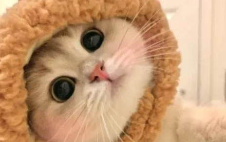貓咪換完牙齒是幾個月
