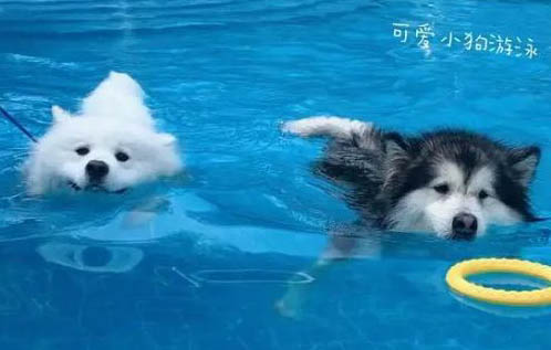 狗狗有弓形蟲會怎么樣?