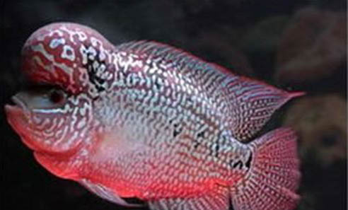 金魚爛尾怎么治療? 方法