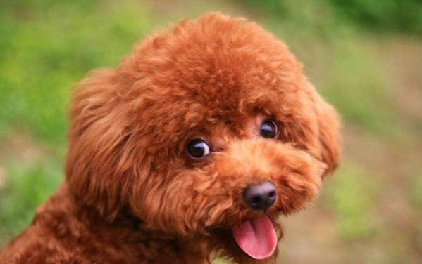 泰迪狗的習性,泰迪狗有哪些顏色