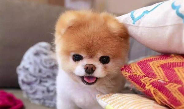 給狗狗擠肛門腺需要注意什么事項