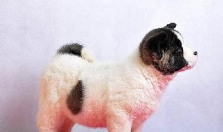 秋田犬和柴犬哪個好？