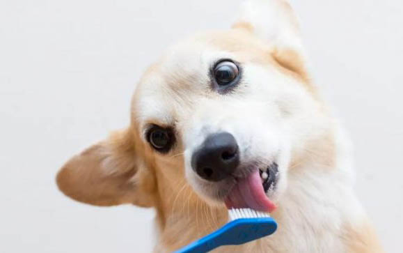 狗狗疫苗前可以洗澡嗎
