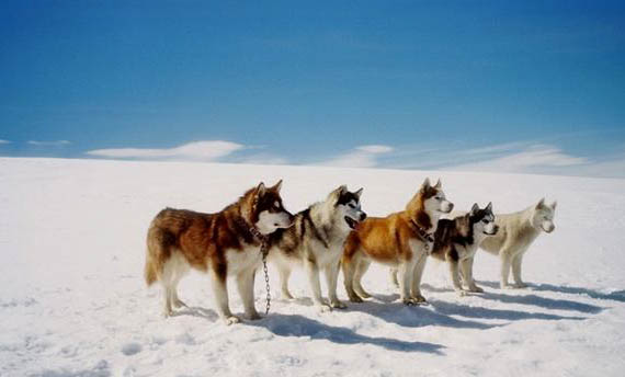 怎么阿拉斯加雪橇犬才能不亂拉屎