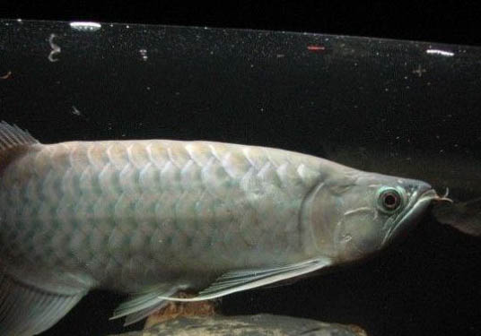 龍魚翻肚子怎么搶救