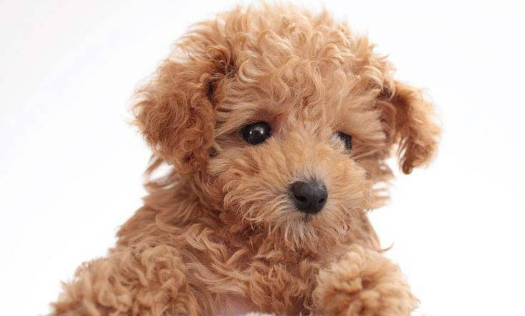 貴賓犬和雪納瑞哪個好養