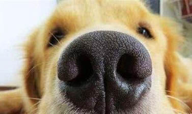 犬瘟熱貧血吃什么