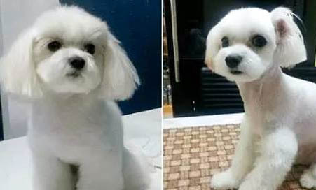 泰迪總打噴嚏怎么回事
