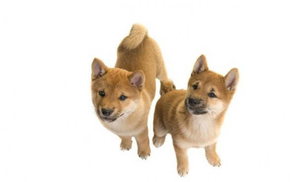 小狗會有狂犬病毒嗎
