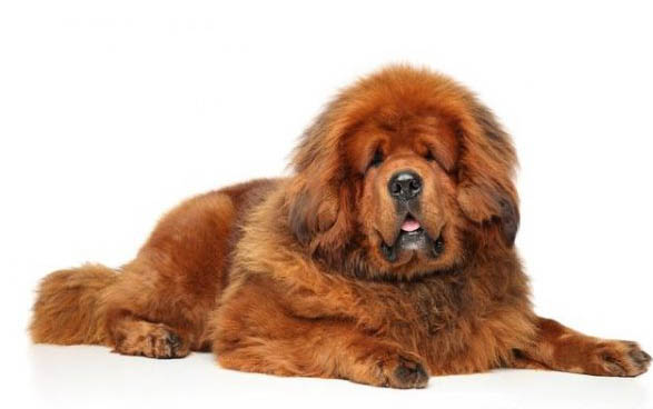 松獅犬和藏獒的區別