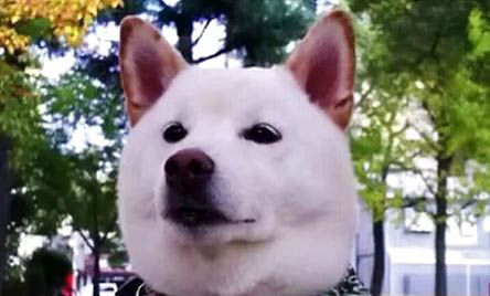 怎么分辨柴犬和秋田犬
