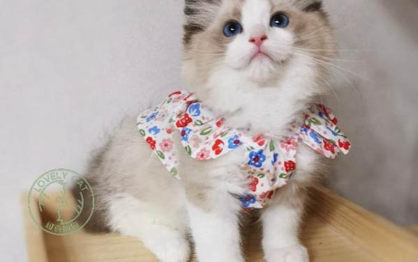 小貓尿頻尿血吃什么藥