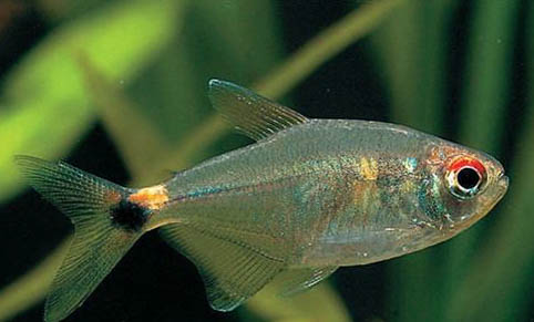 導(dǎo)致觀賞魚浮頭的原因分析