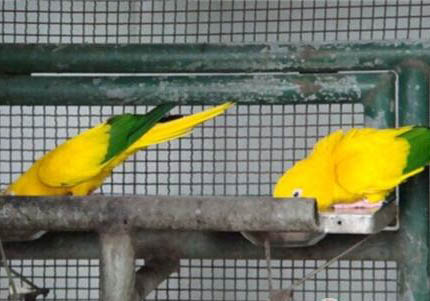 玄鳳鸚鵡怎么養?