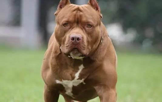 比特犬和藏獒哪個(gè)厲害？