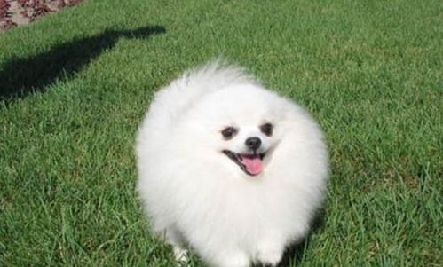 博美犬和泰迪哪個好