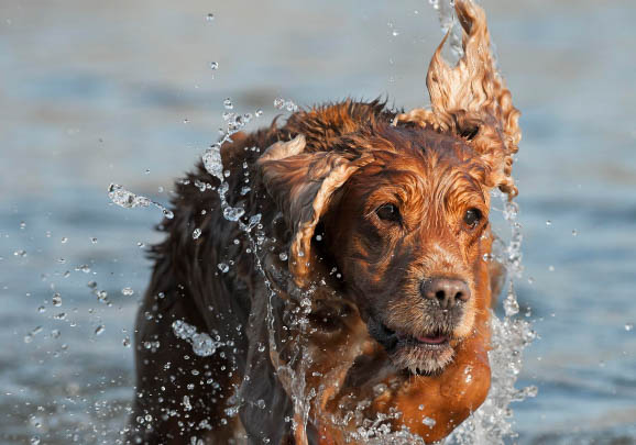 英國可卡犬飼養方法和注意事項