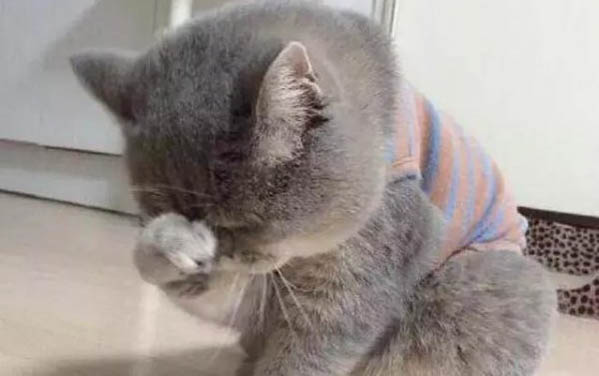 貓咪上吐下瀉還沒有精神是怎么回事