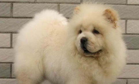 松獅犬嘔吐白沫是什么原因