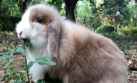 如何正確飼養垂耳兔