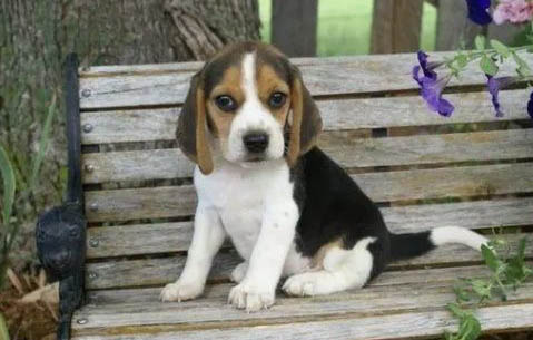 比格犬怕冷嗎？