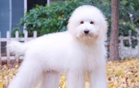 巨貴犬和拉布拉多犬哪個(gè)好養(yǎng)