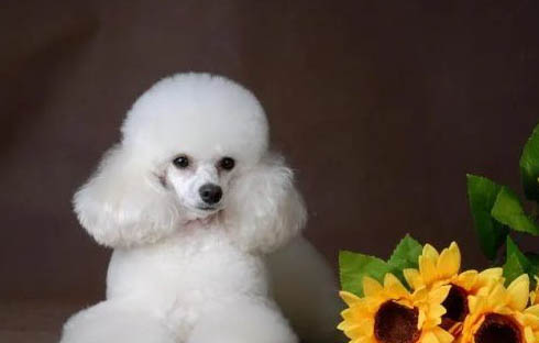 狗狗打預防針多久可以
