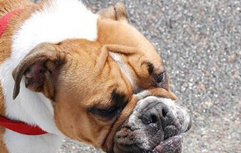 狗狗得了犬瘟室內(nèi)要消毒多久