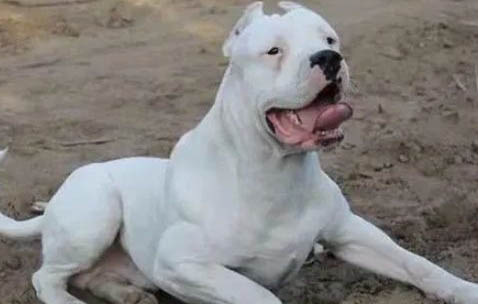 杜高犬多少錢一只
