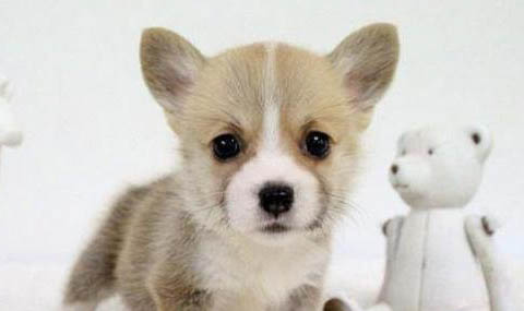 柯基犬和比熊哪個(gè)好養(yǎng)