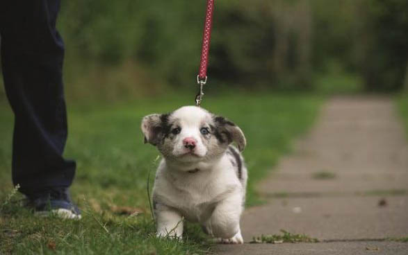 小狗得犬瘟老是咳嗽怎么辦