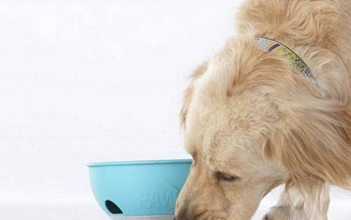 狗狗打完狂犬疫苗都有哪些反應