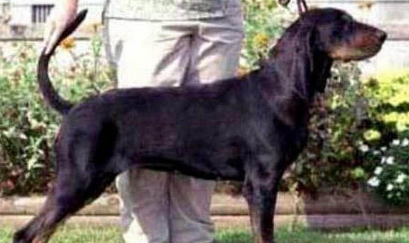 黑褐獵浣熊犬不愛吃東西的原因及處理方法