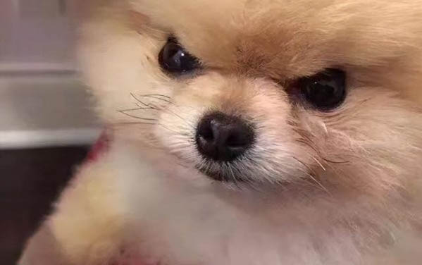 狗狗喝羊奶粉有哪些好處