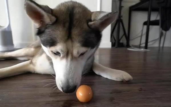 狗狗虱子怎么徹底去除