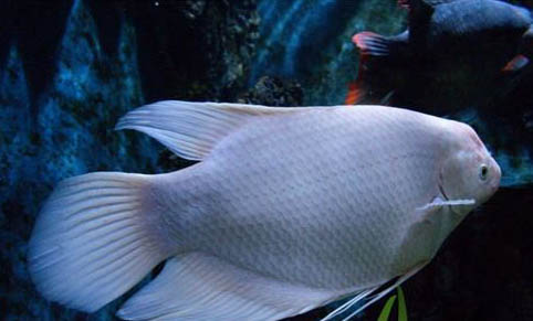 怎樣做好海水觀賞魚的運輸