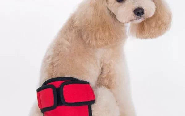 狗狗拉稀的現象和原因及處理方法