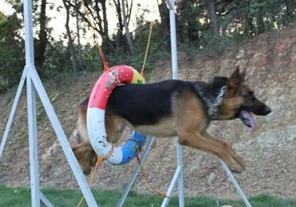 冰島牧羊犬生完寶寶后應該吃什么