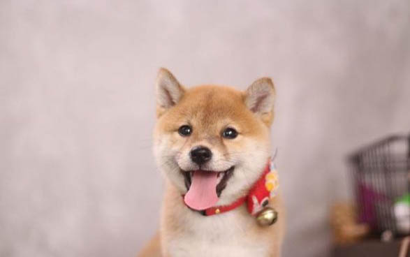 柴犬記仇么？