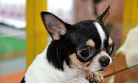 冬季吉娃娃犬怕冷該怎么辦