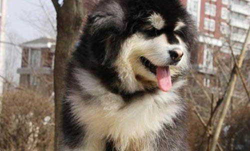 不掉毛的大型犬有哪些