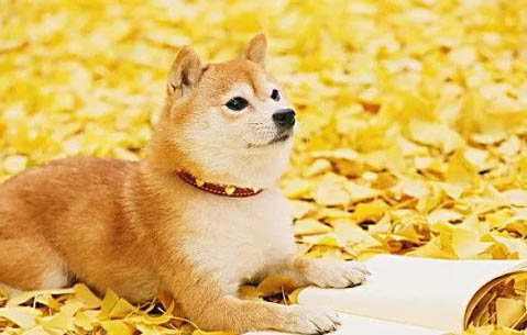 南寧哪里有賣柴犬