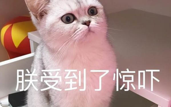 新來的小貓半夜總是叫怎么辦？