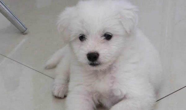 博美犬和比熊犬哪個好養