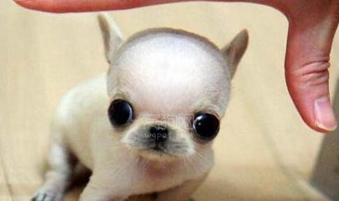 維茲拉犬哪里有售